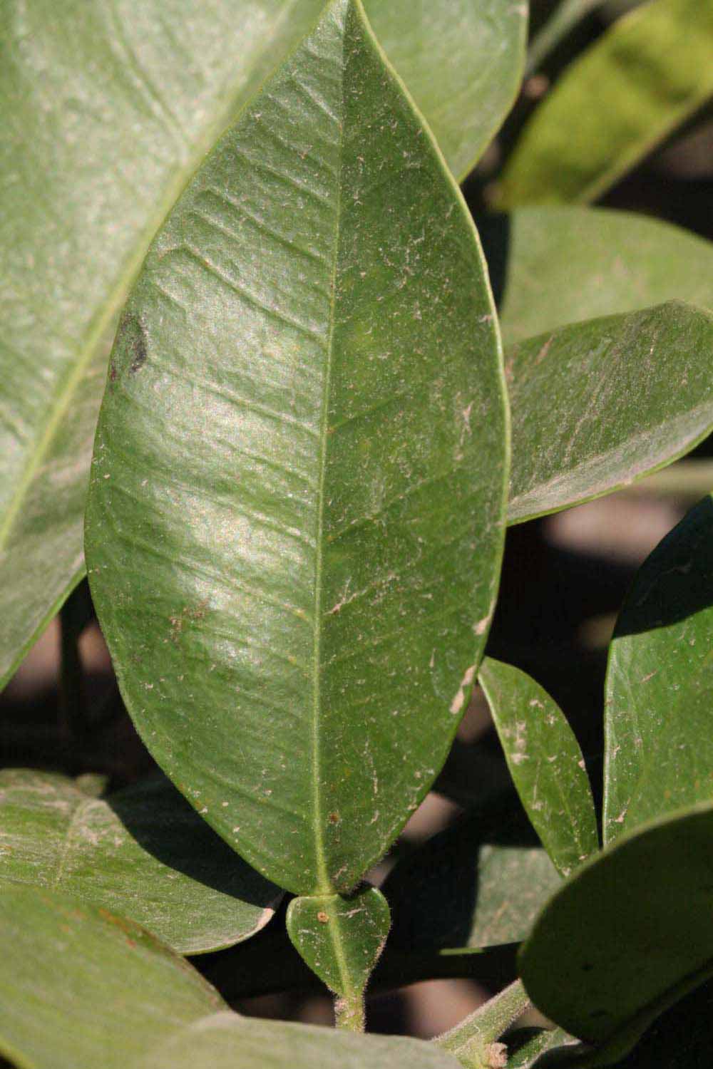            Unifoliolate leaf (Riverside, CA)   